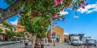 Allevamento bouledogue francese in Sicilia