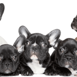 find-the-frenchie-bulldog-francese