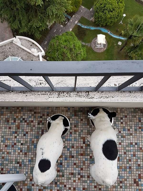 Abano Terme vista panoramica con cani