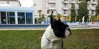 Abano Terme con bouledogue francese Ad Abano Terme con i nostri Bouledogue Francese