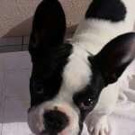 bulldog-francese-toto-find-the-frenchie