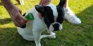 Il tuo Bulldog Francese perde troppo pelo? La spazzola Furminator è la risposta. Spazzolare pelo bulldog francese con furminator