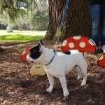 villa-manin-parco-bulldog-francese-find-the-frenchie