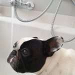 Shampoo per Bulldog Francese – MIA attende di fare il bagno – Find the Frenchie