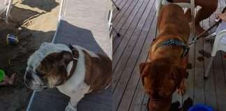 Doggy Beach Lignano Sabbiadoro, spiaggia per cani attrezzata Doggy Beach Lignano - Ci puoi trovare un po' tutte le razze di pelosetti...