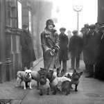 Origine del bouledogue francese. Una donna dell’alta società inglese con la gang dei Bouledogue all’esposizione canina di Marylebone