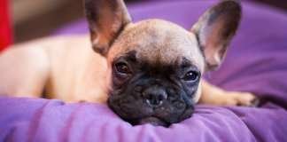 Corna di daino e bufalo Corna di daino e bufalo per il cane