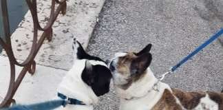 Passeggiando per Treviso con il Bulldog Francese.