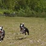 boston_terrier-o-bulldog-francese-find-the-frenchie-2