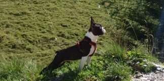 Boston Terrier, l’intervista a chi li ha scelti! Boston Terrier di Laura Caccianiga