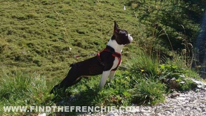 Boston Terrier di Laura Caccianiga