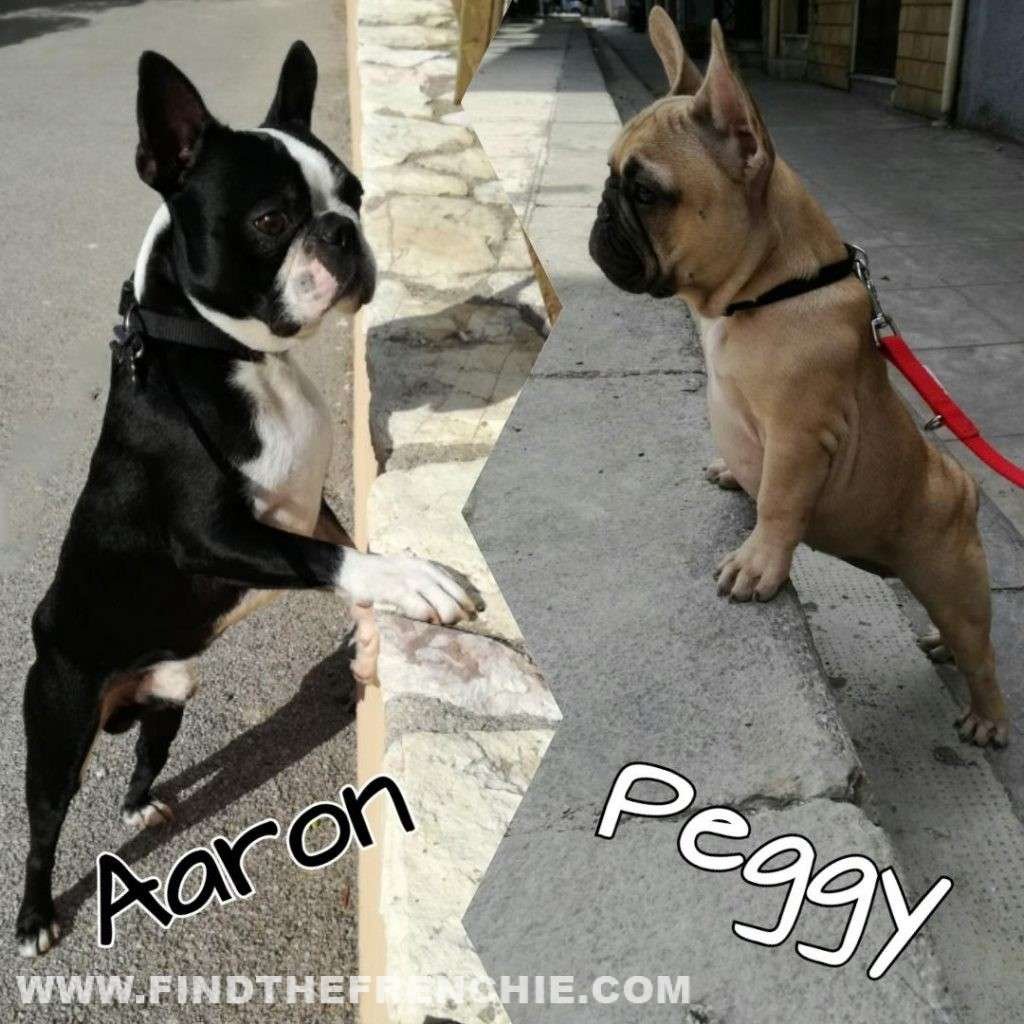 Splendidi esemplari di Boston Terrier (Aaron) e Bouledogue Francese (Peggy). Foto di Rino Bruno