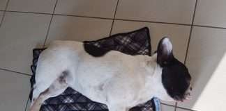 Tappetino refrigerante per cani. La nostra recensione e consigli.