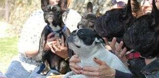 Allevamento di Mareland di Dematteis Gian Vittorio & Grazzani Paola Allevamento di Mareland di Dematteis Gian Vittorio & Grazzani Paola