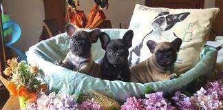 Allevamento La Maison Folle di Renata Carozzo Cuccioli di bouledogue francese La Maison Folle