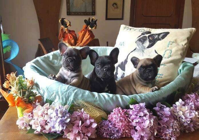 Cuccioli di bouledogue francese La Maison Folle
