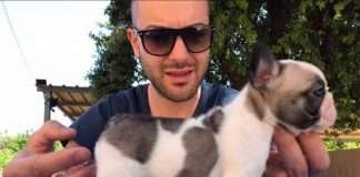 Allevamento Vurgas Bouledogue Francese di Andrea Chimenti