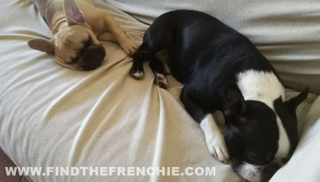 Boston Terrier e Bouledogue Francese. La bellissima coppia di cani di Rino Bruno