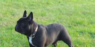 Very Important Frenchie – La Storia di Cisco e Giulia