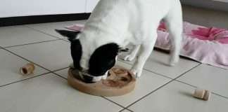 Giochi d’intelligenza per cani. A cosa servono e come si utilizzano? Giochi per l'attivazione mentale del tuo cane bouledogue francese