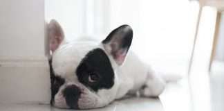 La tua casa è a prova di cucciolo? Una lista di cose da fare prima del suo arrivo. Casa a prova di cucciolo