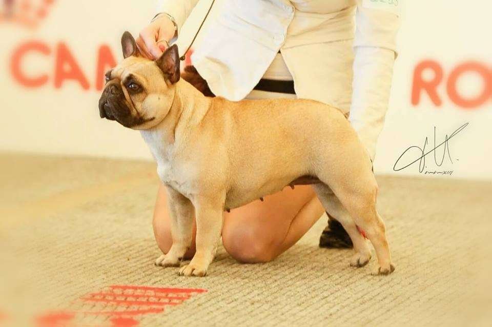 very important frenchie Lady Perfect
