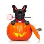 offerte halloween per il tuo bulldog francese