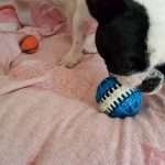 palla di gomma naturale per cani resistente