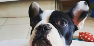 Terza palpebra del cane non pigmentata Il primo Natale di Dante con papillon