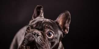 Black Friday Bulldog Francese! Le Migliori Offerte Black Friday French Bulldog. Le migliori offerte scelte per te