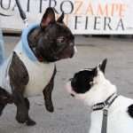 Quattro zampe in fiera Padova Find the Frenchie copertina