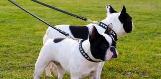 Bouledogue Francese su Subito.it Bouledogue Francese maschio o femmina?