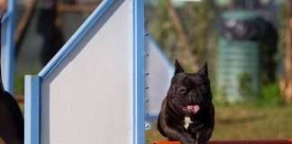 Very Important Frenchie – l’Agility Dog di Koi e Stella Agility Dog con Bulldog Francese_salto