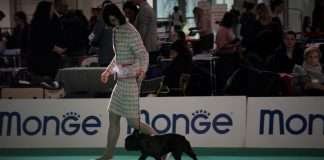 Allevamento De Valoisse di Gianni Fior e Rita Toth Allevamento De Valoisse di Gianni Fior e Rita Toth