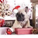 Piante tossiche di Natale per il Bulldog Francese