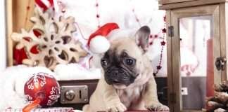 Piante tossiche di Natale per il Bulldog Francese