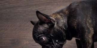 Cucina casalinga per cani cucina casalinga per cani - find the frenchie