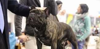 54ª Esposizione Canina Internazionale di Padova 2018 Esposizione Canina Internazionale di Padova_RadoDeValoisse