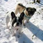 Ettore ed Achille sulla neve