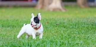 Il cucciolo e i bisognini fuori casa. Come educarlo? Il cucciolo e i bisognini fuori casa. Come educarlo?