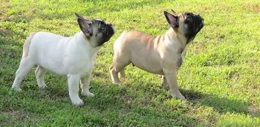 Allevamento bouledogue francese gamecastle ranch