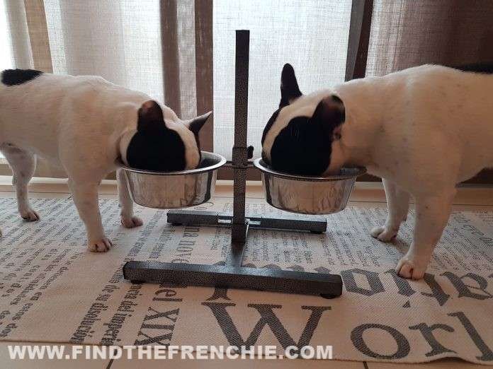 Alimentazione del cucciolo_Bulldog Francee - Find the Frenchie