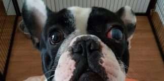 Ulcera oculare del cane. La nostra esperienza