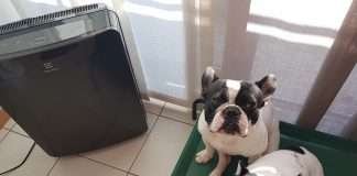 Purificatore Aria Electrolux EAP450 Oxygen Collection. La nostra recensione Purificatore Aria Electrolux EAP450 Oxygen Collection_Dante_Mia_FindtheFrenchie