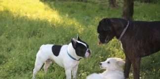 Pets in the City e Pet Week di Milano – Tutte le informazioni