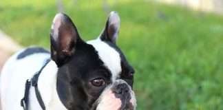 Le abitudini del Bouledogue Francese da copiare subito! Le abitudini del Bouledogue Francese da copiare subito per migliorare la tua vita