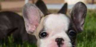 Dana Dei Bulli Invincibili. Doppia intervista: allevatore e acquirente Dana Dei Bulli Invincibili. Bellissimo cucciolo di Bouledogue Francese