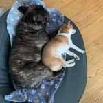 Bouledogue Francese e Chihuahua. La storia di Rocco Dogarrow e Nina Chihuahua delle Rose dormono