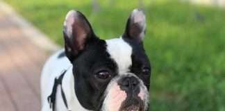 Filaria del cane. Perché è importante fare la prevenzione? Filaria del cane, la prevenzione. Mia Find the Frenchie - Bouledogue Francese -