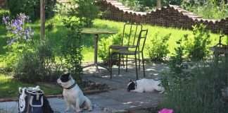 B&B Villa 61 – Maison de Campagne. Un week end di relax con i Bouledogue B&B Villa 61- Week end con Bulldog Francese-Find-theFrenchie